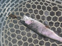 暑かったけれど…