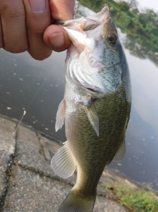 2018/9/17　バス釣り