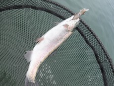 釣行再開♪