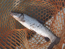 2019/4/7　バス釣り