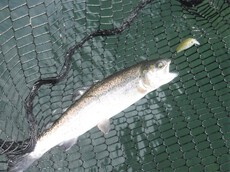 2週連続で醒井釣行、今回も楽しめました♪