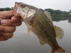 2019/7/20　バス釣り