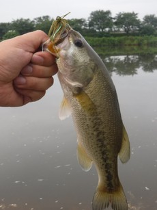 2019/7/20　バス釣り