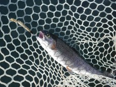 2023年の釣り納め、皆様良いお年をお迎え下さい