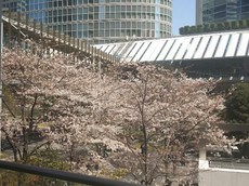 花見と桜パターン