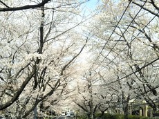 今年は花見も自粛