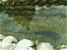 このポイントは魚影が濃かったです