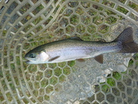 2011/9/29　朽木渓流魚センター…その1