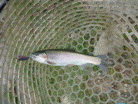 2011/9/29　朽木渓流魚センター…その3