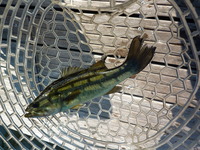 3週連続で…