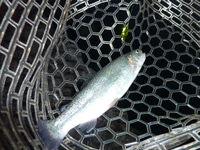 2週連続で