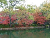紅葉が見ごろ、嵐山