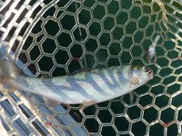 釣り？それとも紅葉狩り？