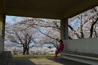 桜の季節