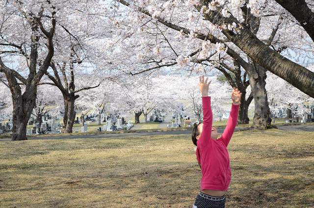 桜の季節