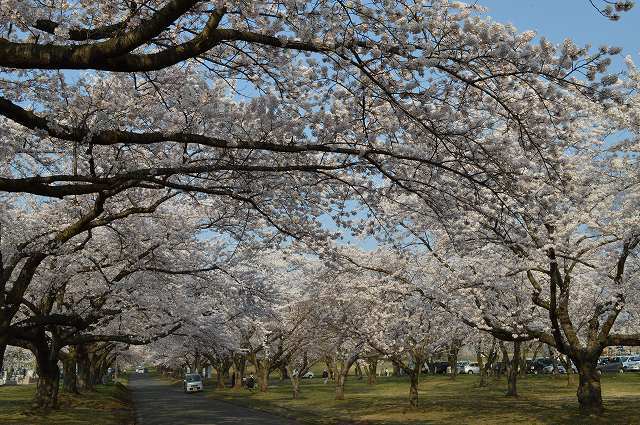 桜の季節