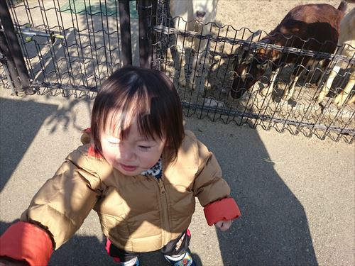 病み上がりの動物園　in フェニックス自然動物園