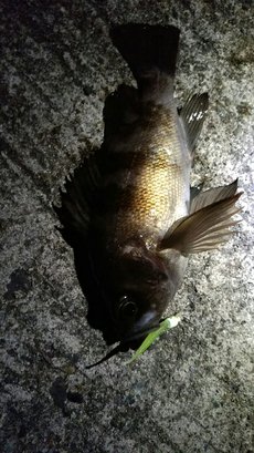 メバル！ 2017/02/04 22:53:19