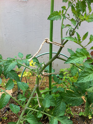 開花状況・・・ん？