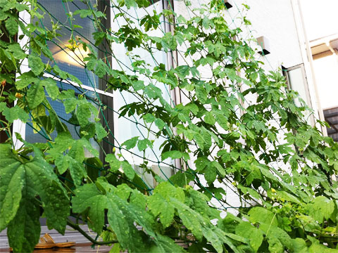 夏を快適に過ごしましょう。