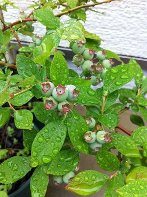 開花状況・・・ん？