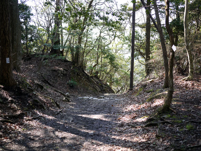 お花見or野駆け・・・どちらをとります？