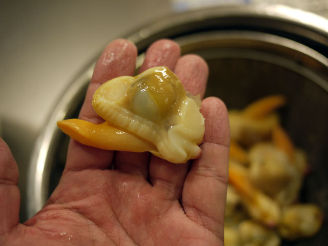 コレはバカかい？