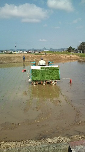 田植え