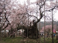 日向山(2011.4.10) 2011/05/30 19:56:36