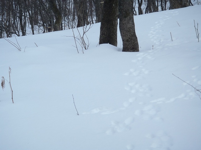 冬の階上岳トレッキングレポ