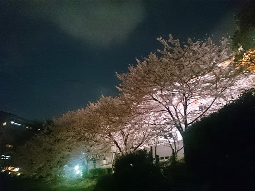 夜桜