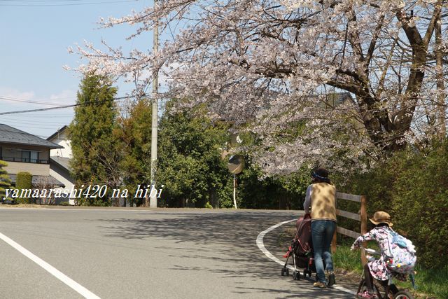 桜、さくら、サクラ！