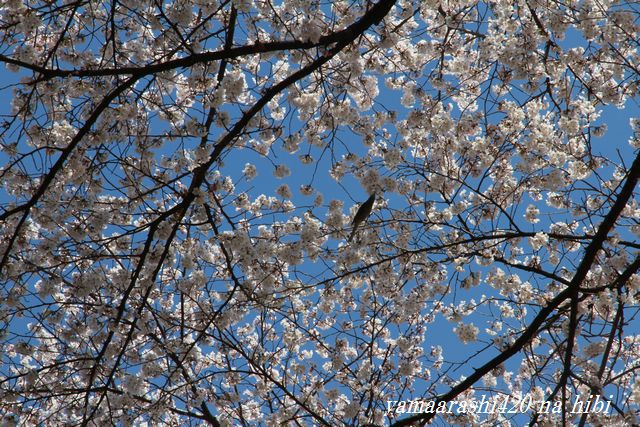 桜、さくら、サクラ！