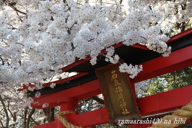 桜、さくら、サクラ！