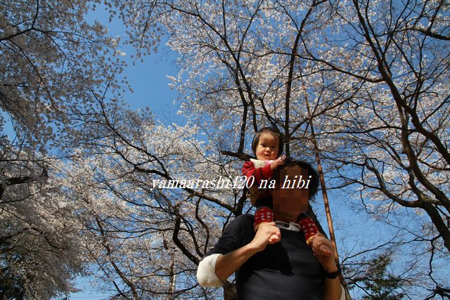 桜、さくら、サクラ！