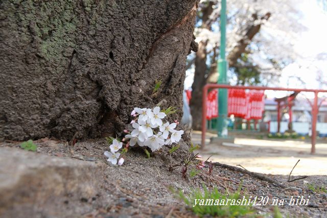 桜、さくら、サクラ！