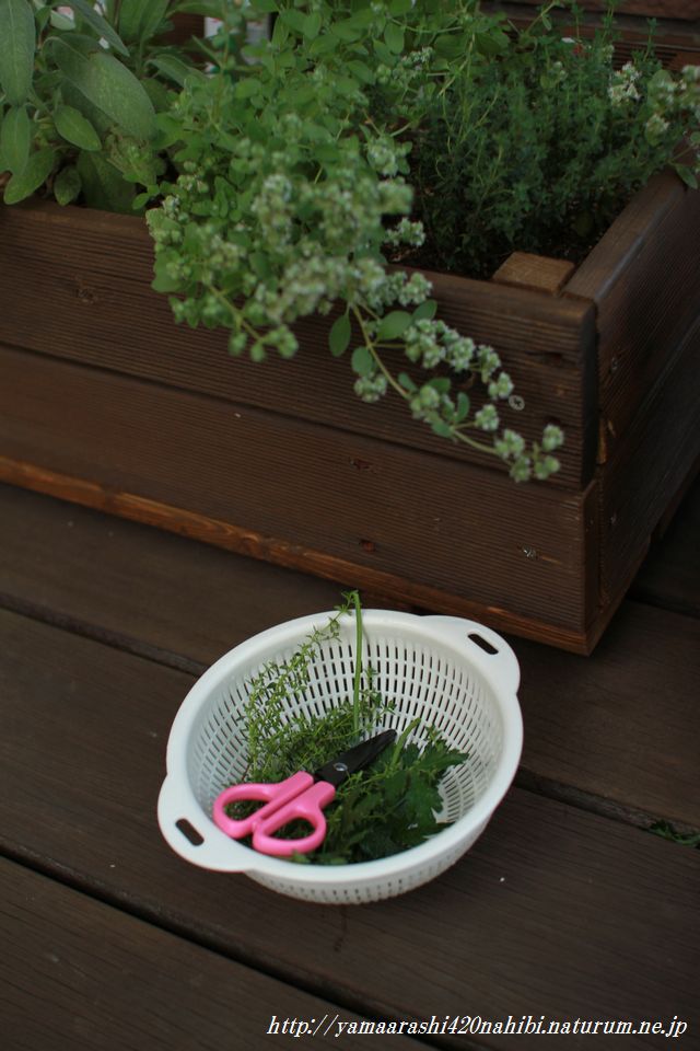 はーぶ、ハーブ、HERB！