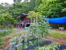 ☆山小屋の畑～