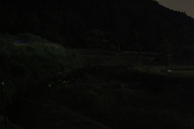 ホタル