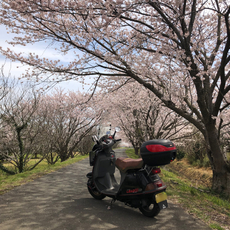 桜並木の下でスナップ 2022/04/02 22:04:25