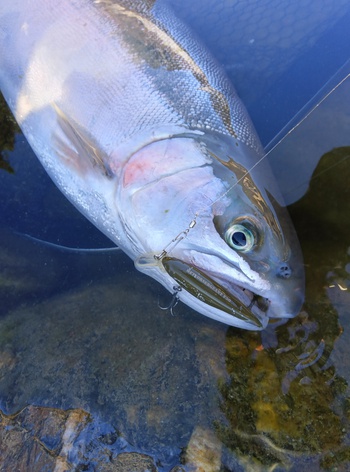 伊勢湾ジギングリベンジ釣行中止からのぉ～！