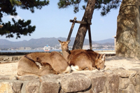 宮島！ 2014/02/16 16:07:29