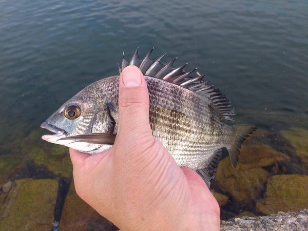 13日のリザルト【今シーズンの紀州釣りを占う。ボラだけは釣りたくないと消極策で】