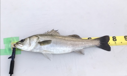 寝過ごしたら釣友からラインが。大阪湾奥はスズキと青物