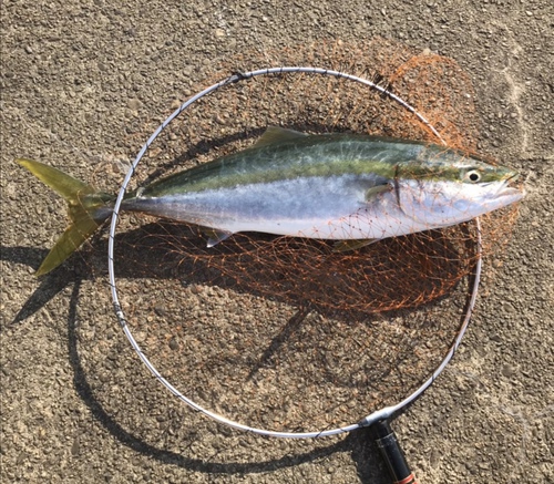 青物全開！大阪湾