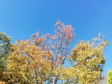 きれいな秋晴れ。ええ天気や 2023/11/21 12:57:53