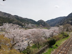笠置キャンプ場で桜を眺めてみる　2024.4.6 2024/04/07 11:16:02