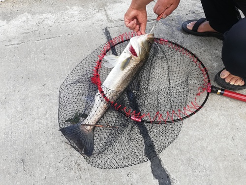 今朝のエビ撒き。大阪湾はハネが好調