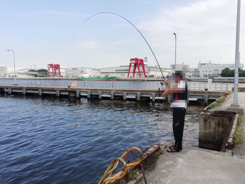 今朝のエビ撒き。大阪湾はハネが好調