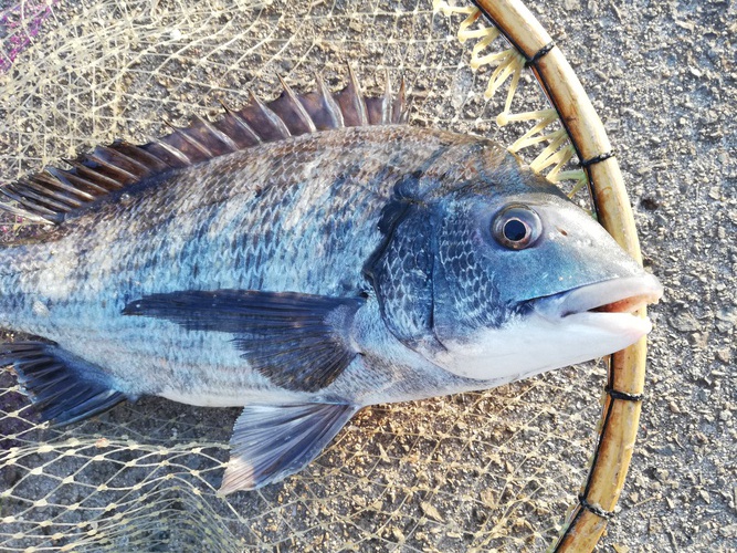 19日のリザルト【冬の大阪湾を更に追っかけてみる】